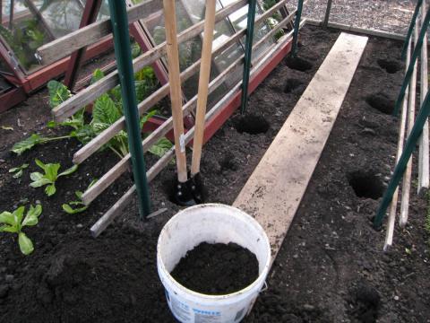 Tomato trellising